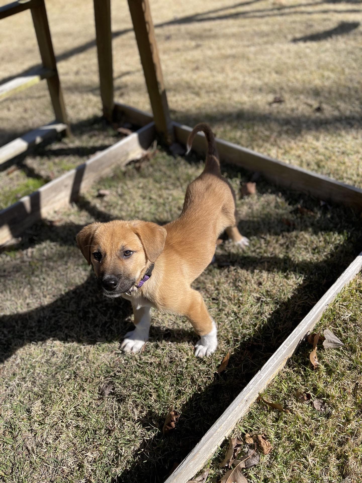 Enlarge Smith, an adopted mixed breed in charleston, SC image 3/4