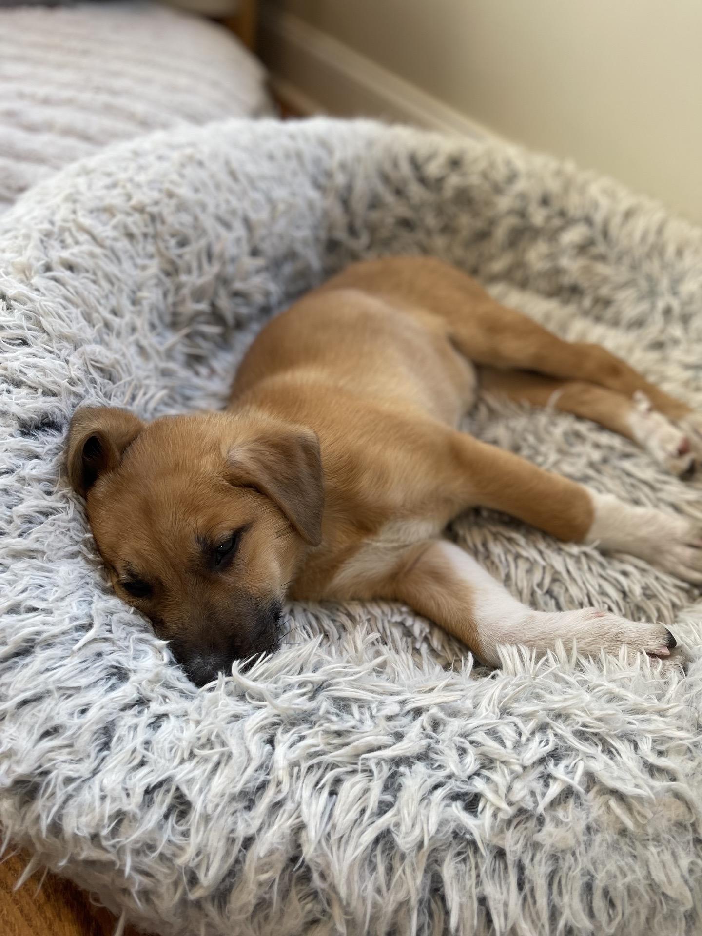 Enlarge Smith, an adopted mixed breed in charleston, SC image 4/4