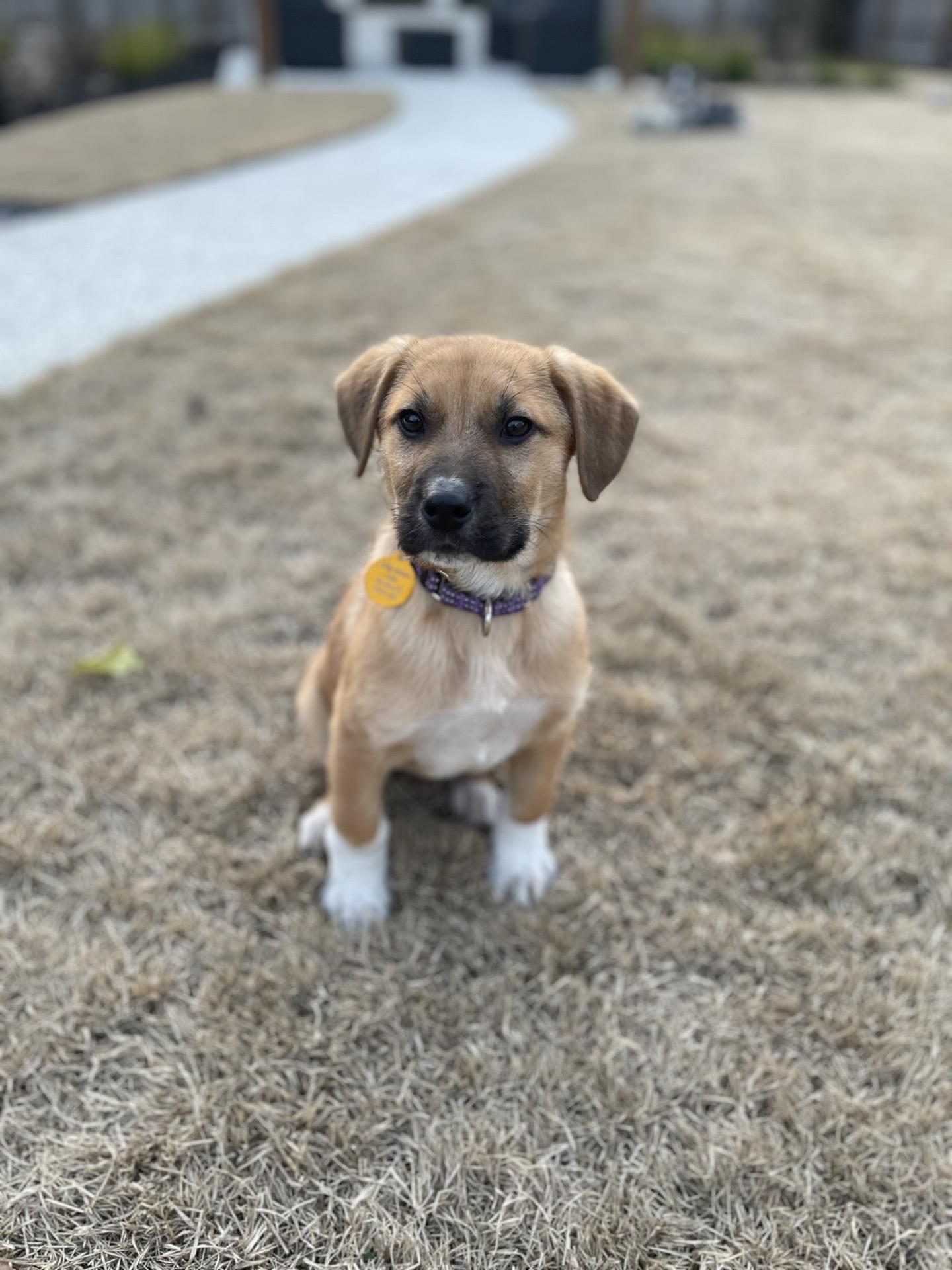 Smith, adopted, Puppy Male Great Pyrenees.