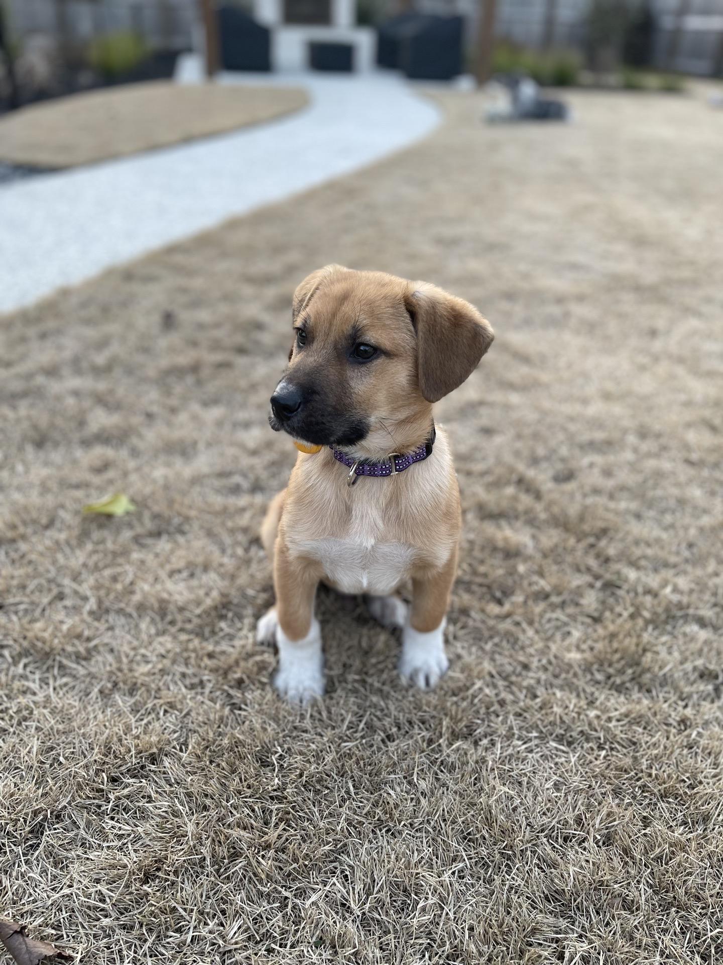 Enlarge Smith, an adopted mixed breed in charleston, SC image 2/4