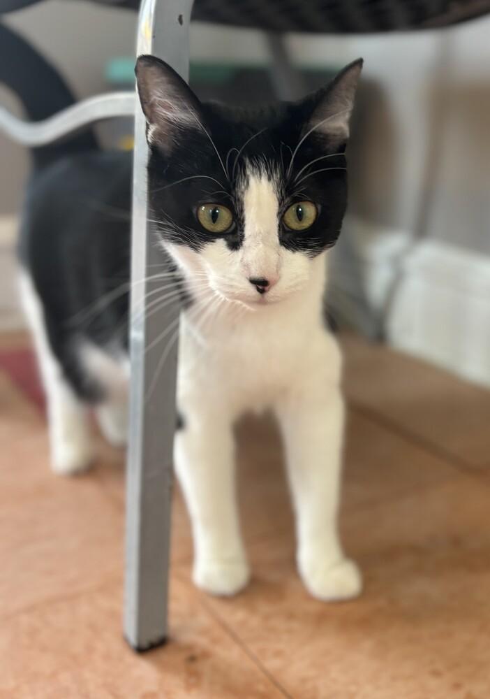 Perogi, Adoptable, Adult Female Domestic Short Hair.