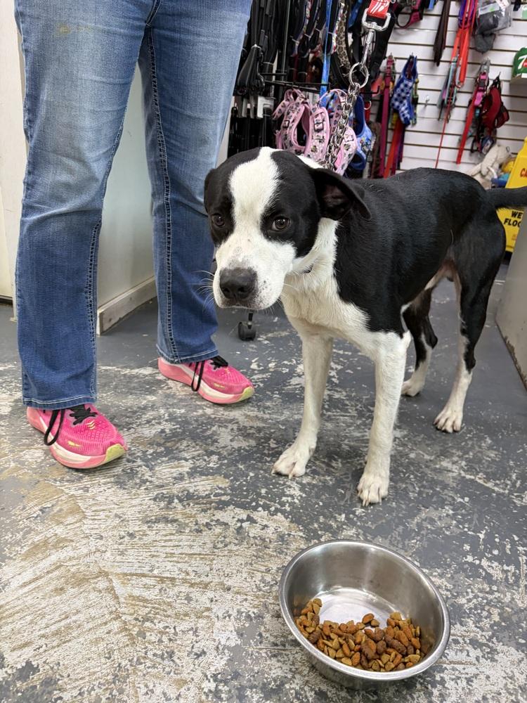 Wendall, Adoptable, Adult Male Labrador Retriever.