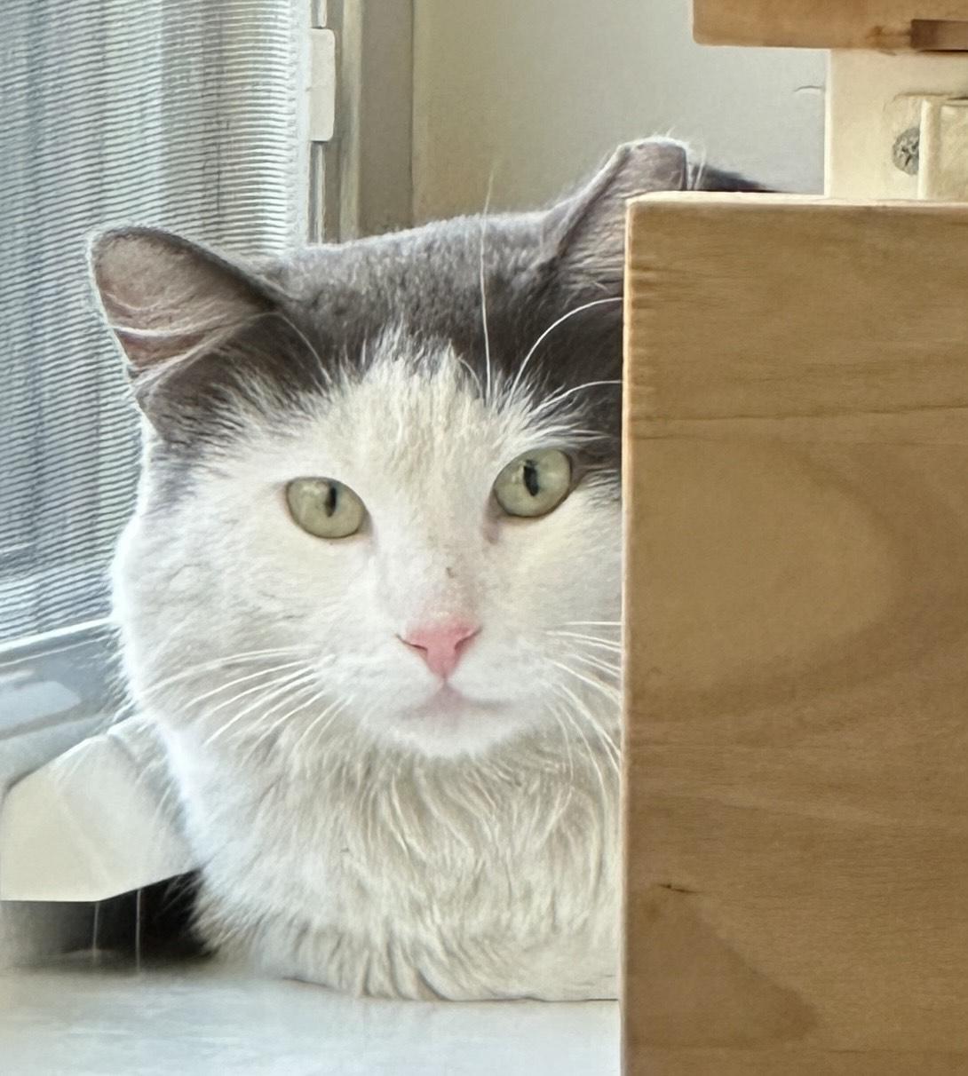 Enlarge Skittles, a ADOPTABLE Maine Coon in Jersey City, NJ image 1/6