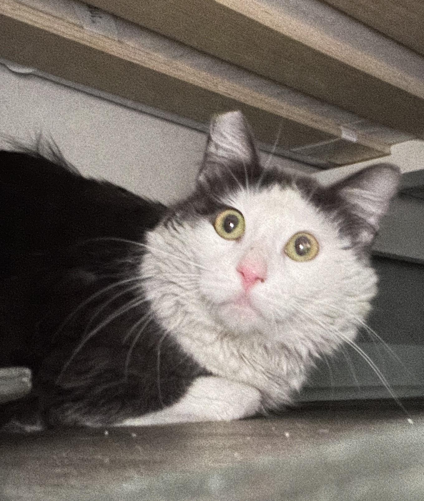 Enlarge Skittles, a ADOPTABLE Maine Coon in Jersey City, NJ image 5/6