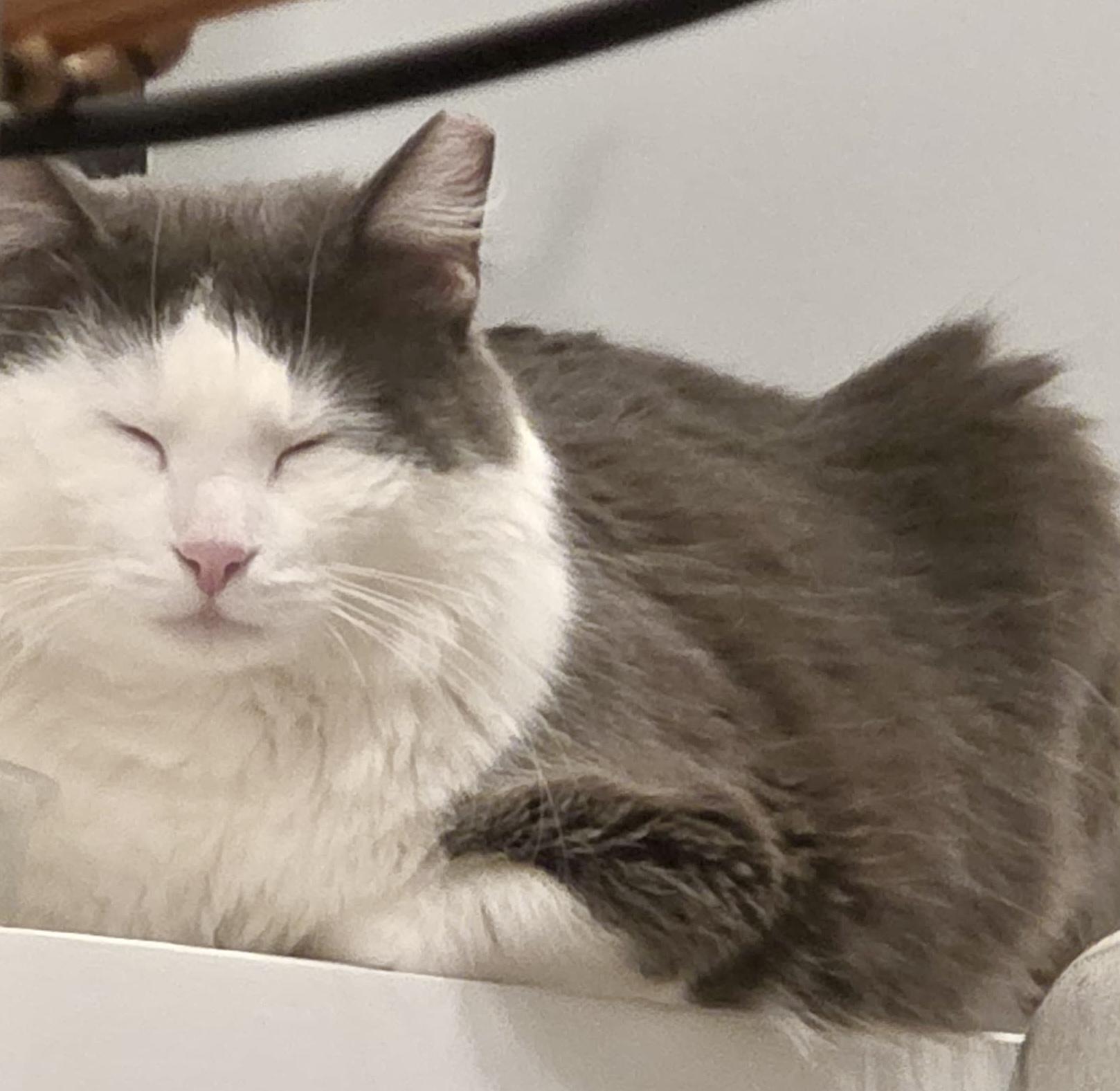 Enlarge Skittles, an adopted Maine Coon in Jersey City, NJ image 5/6