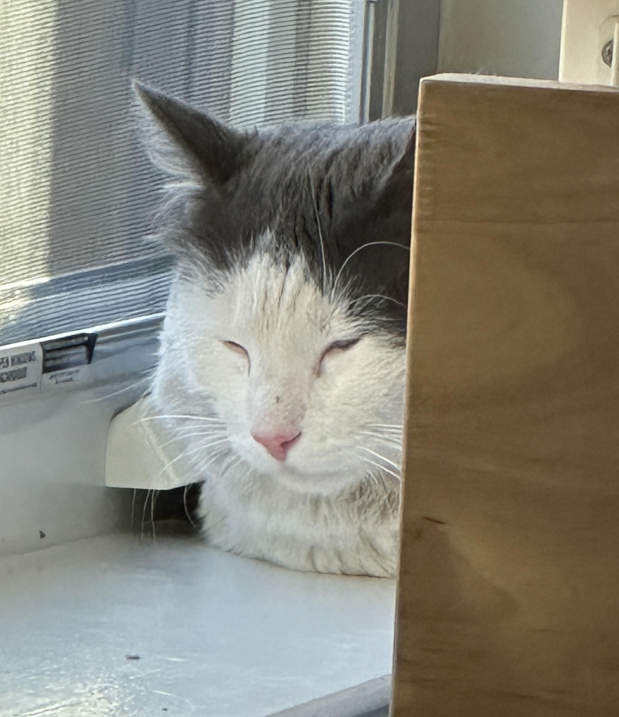 Enlarge Skittles, a ADOPTABLE Maine Coon in Jersey City, NJ image 6/6