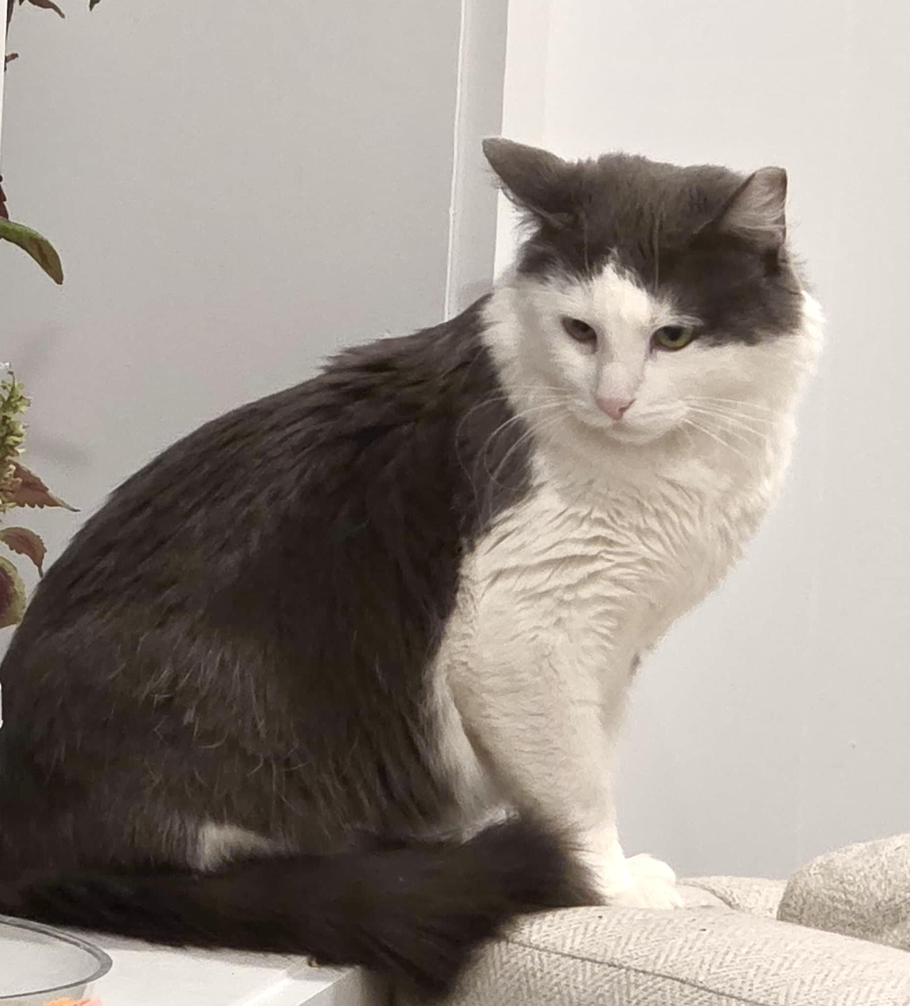 Enlarge Skittles, an adopted Maine Coon in Jersey City, NJ image 3/6