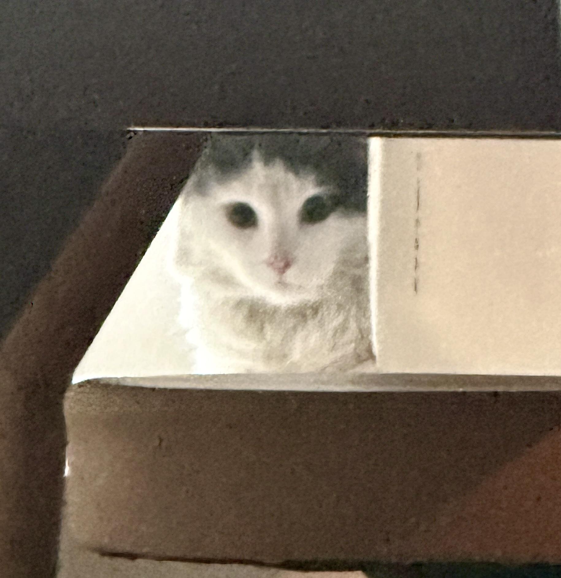 Enlarge Skittles, an adopted Maine Coon in Jersey City, NJ image 6/6