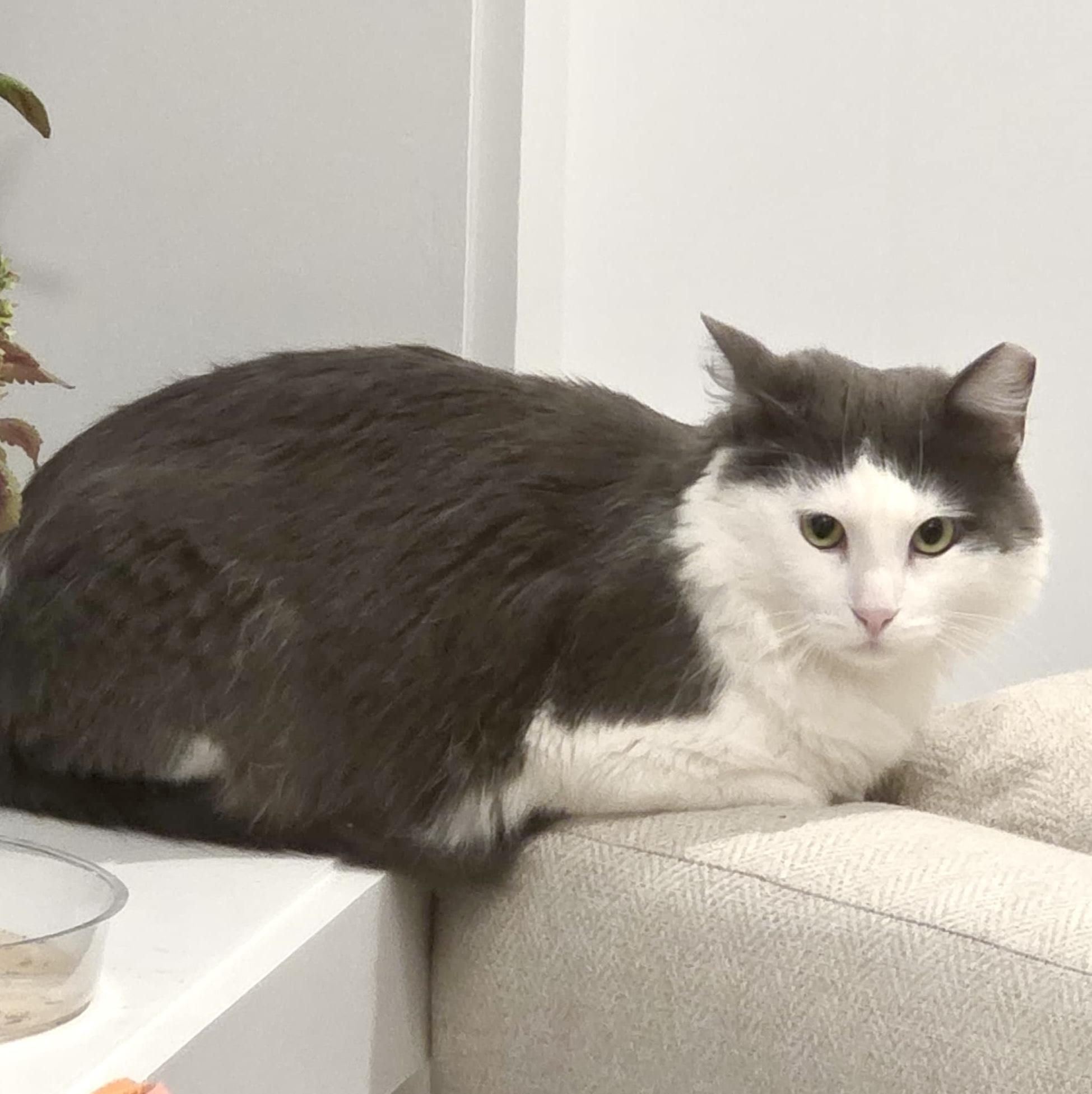 Enlarge Skittles, an adopted Maine Coon in Jersey City, NJ image 4/6