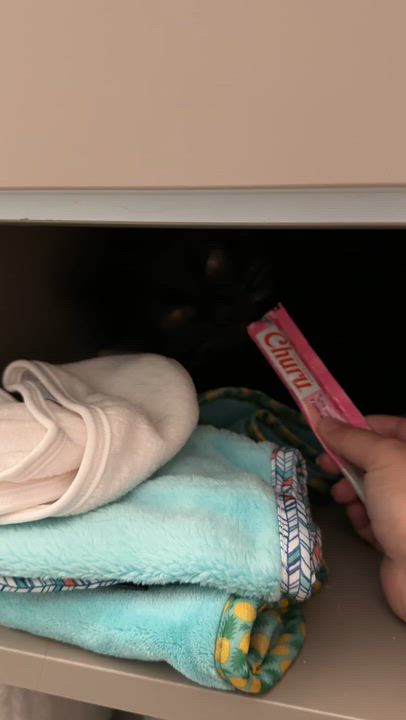 Enlarge Skittles, a ADOPTABLE Maine Coon in Jersey City, NJ video 4/6