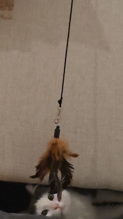 Enlarge Skittles, an adopted Maine Coon in Jersey City, NJ video 2/6