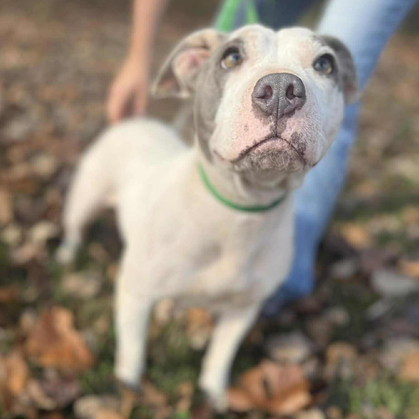 Kaylee, Adoptable, Adult Female American Staffordshire Terrier.