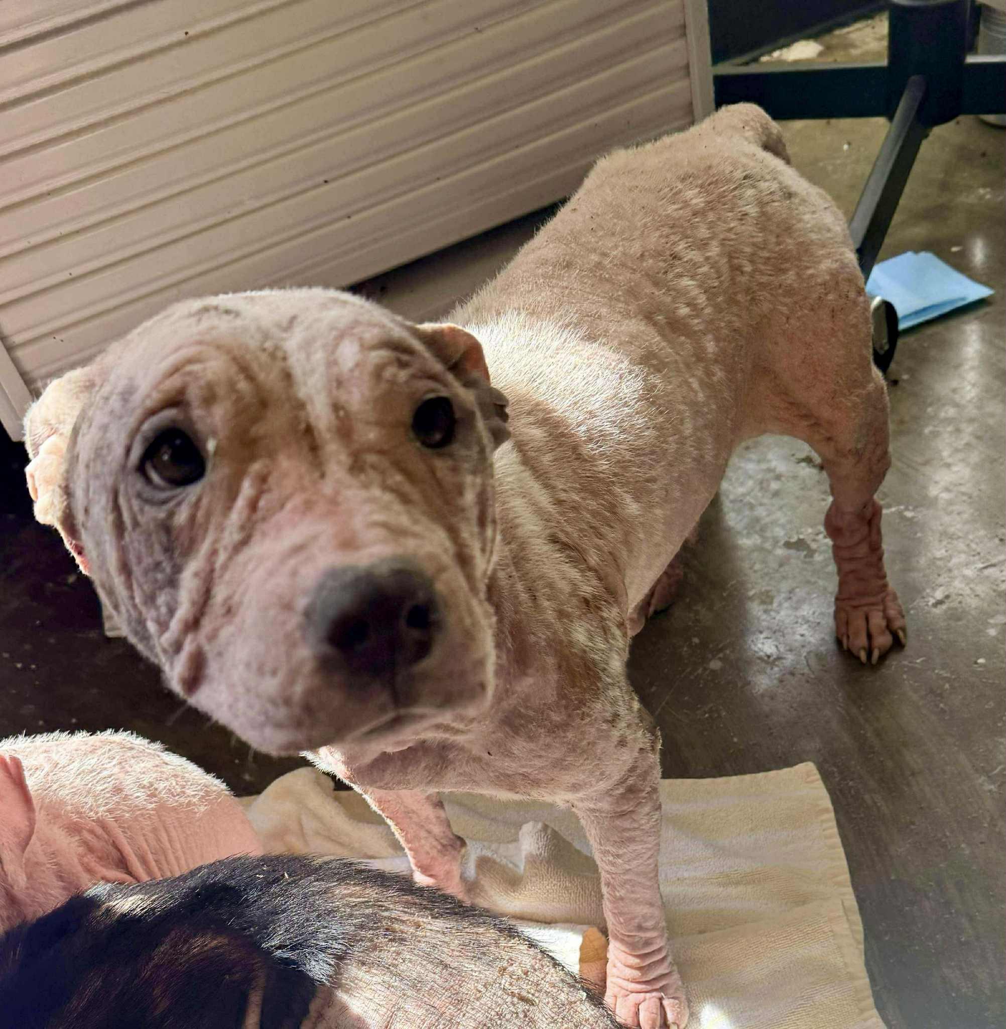 Kaylee, a Adoptable mixed breed in Westport, MA image 3/6