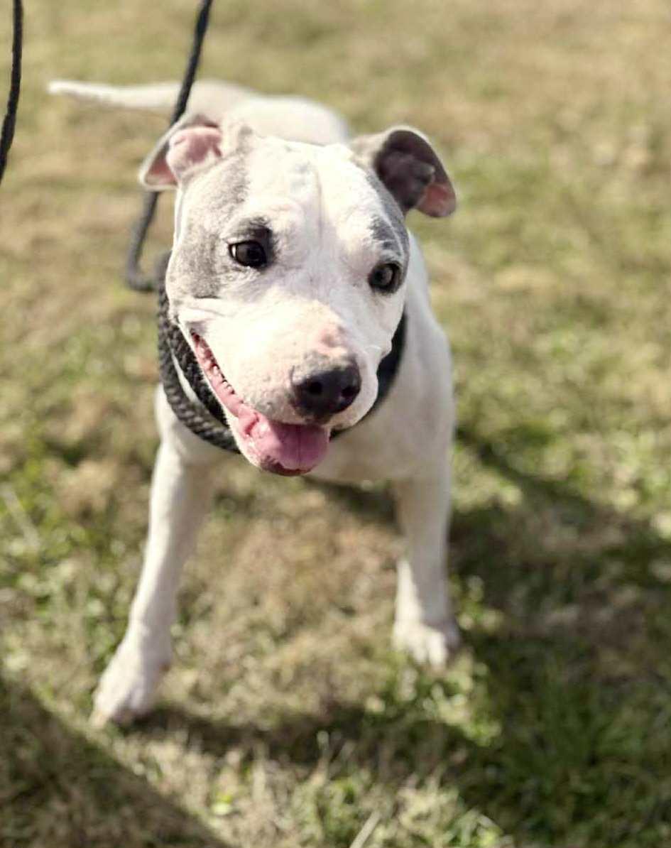 Kaylee, a Adoptable mixed breed in Westport, MA image 4/6