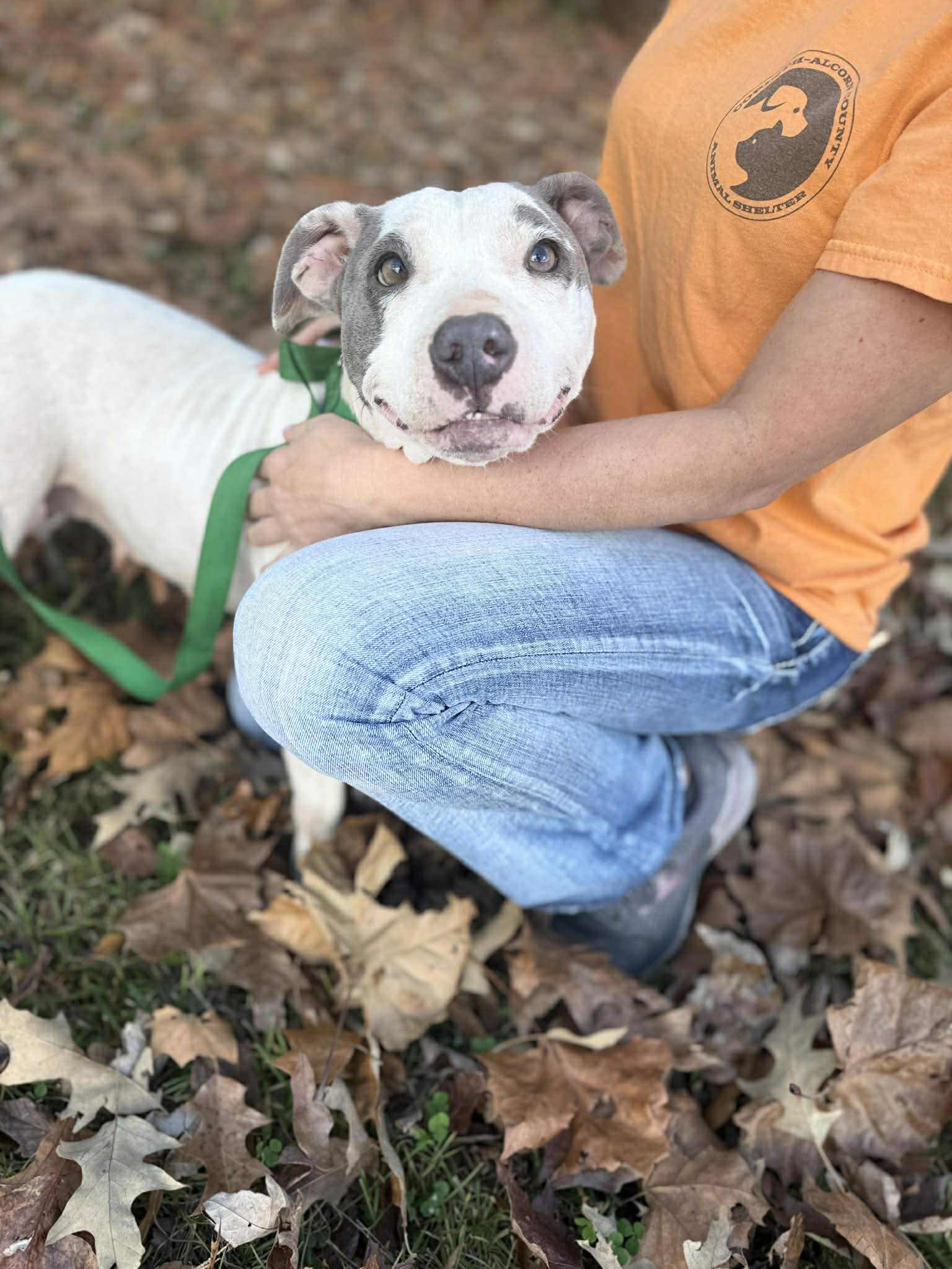 Kaylee, a Adoptable mixed breed in Westport, MA image 5/6