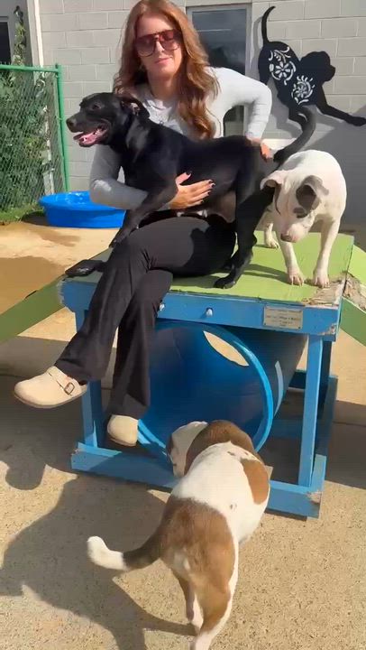 Enlarge Kaylee, a Adoptable mixed breed in Westport, MA video 6/6