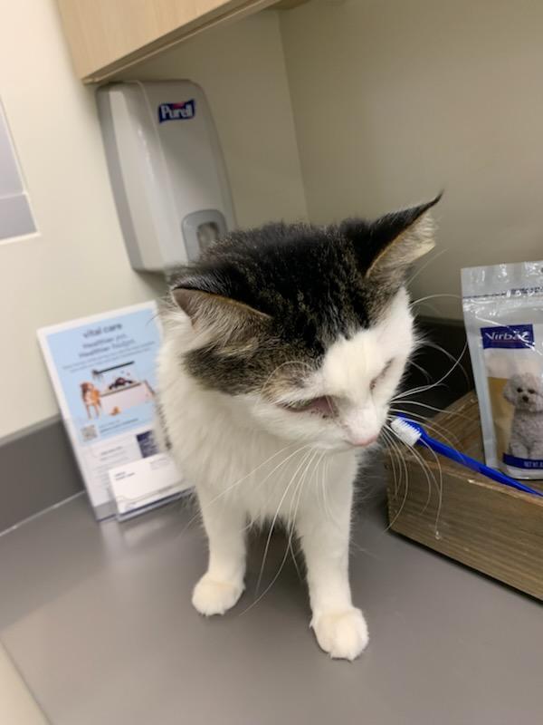 Google, an adoptable Ragdoll, Domestic Medium Hair in Santa Clarita, CA, 91350 | Photo Image 2