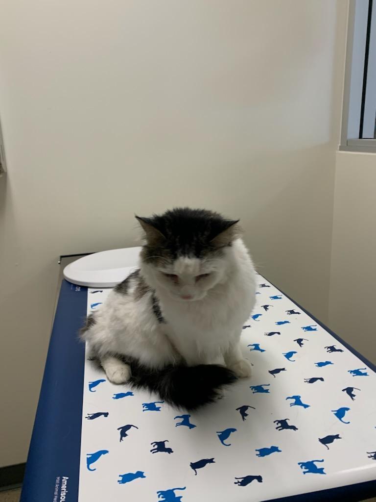 Google, an adoptable Ragdoll, Domestic Medium Hair in Santa Clarita, CA, 91350 | Photo Image 5