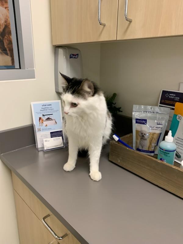 Google, an adoptable Ragdoll, Domestic Medium Hair in Santa Clarita, CA, 91350 | Photo Image 3