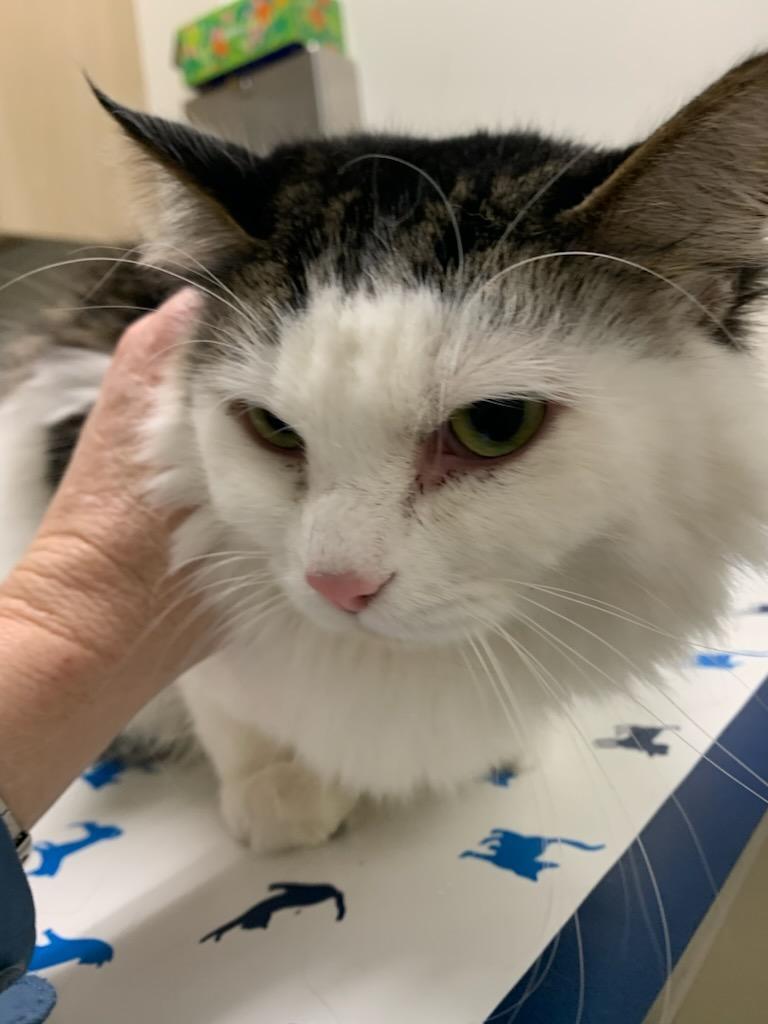 Google, an adoptable Ragdoll, Domestic Medium Hair in Santa Clarita, CA, 91350 | Photo Image 1