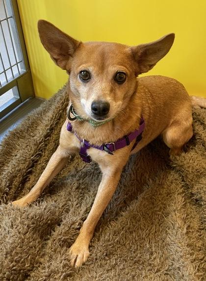 Jean Grey, Adoptable, Senior Female Chihuahua & Mixed Breed.