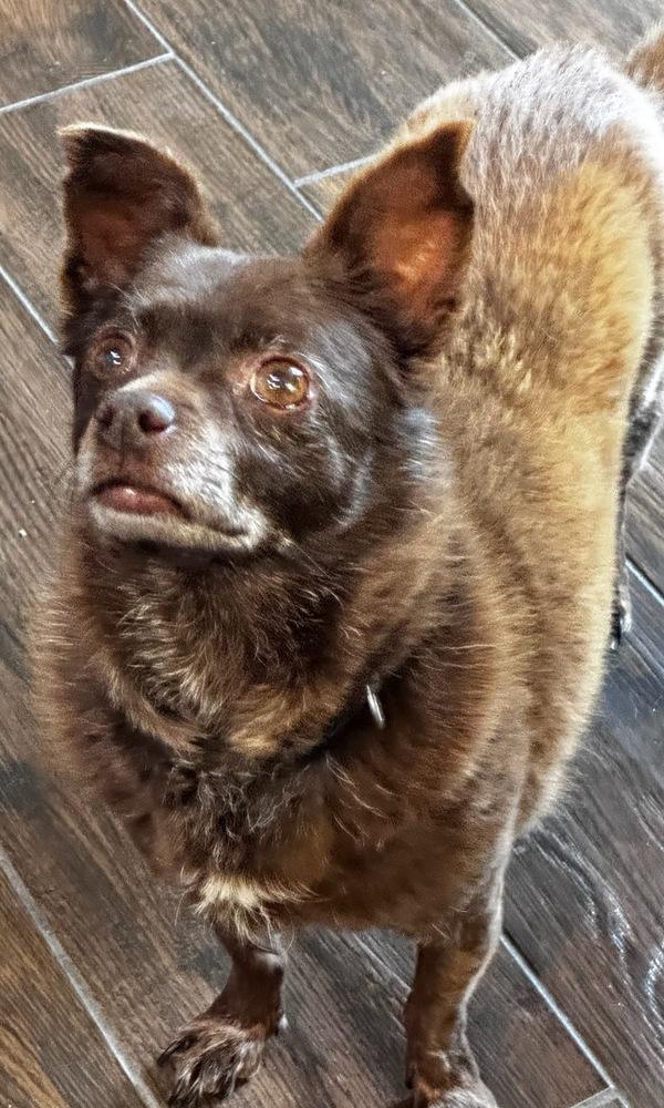 Rumble, Adoptable, Senior Male Chihuahua.