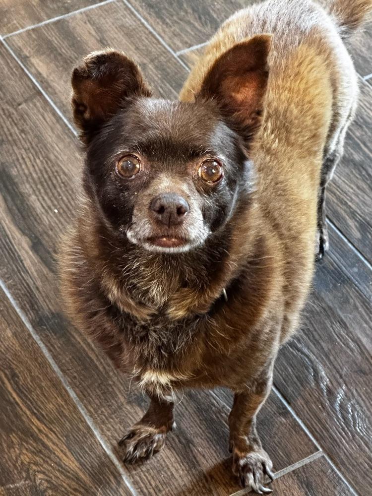 Enlarge Rumble, a Adoptable Chihuahua in Blanchard, OK image 5/5