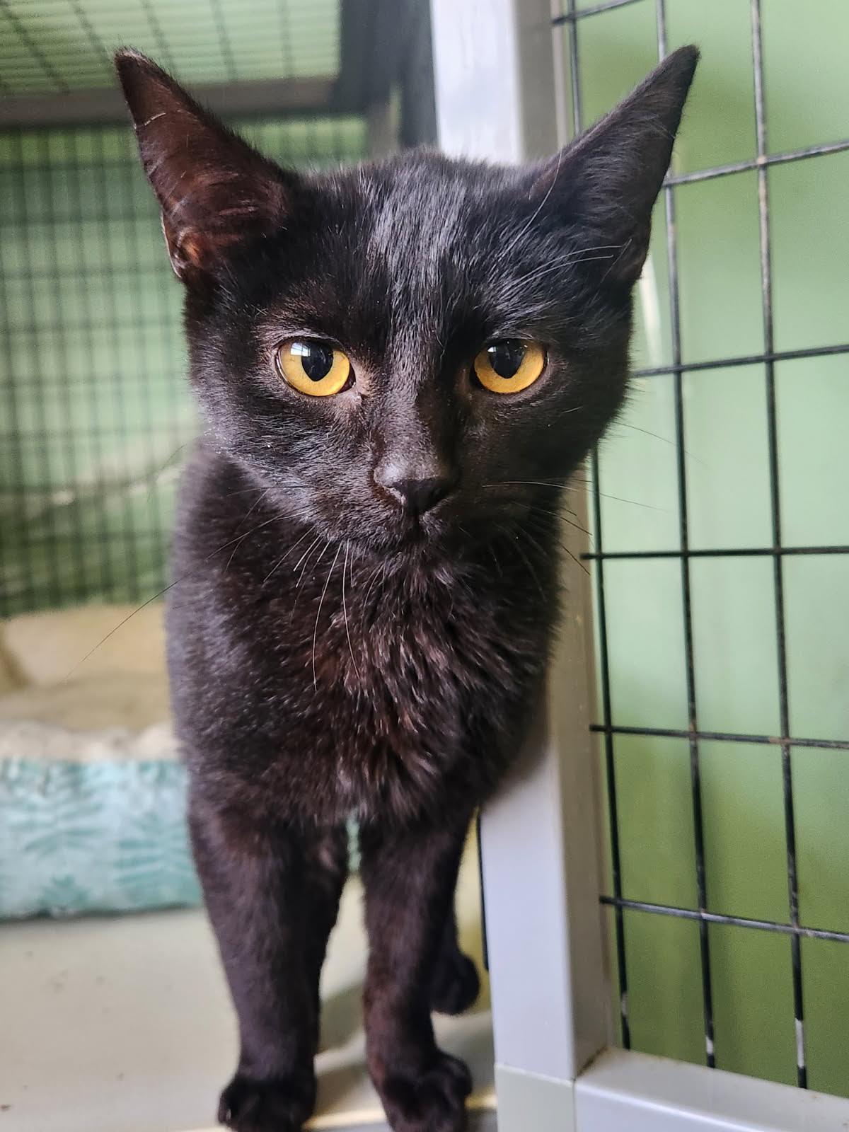 Acacia, Adoptable, Young Male Domestic Short Hair.