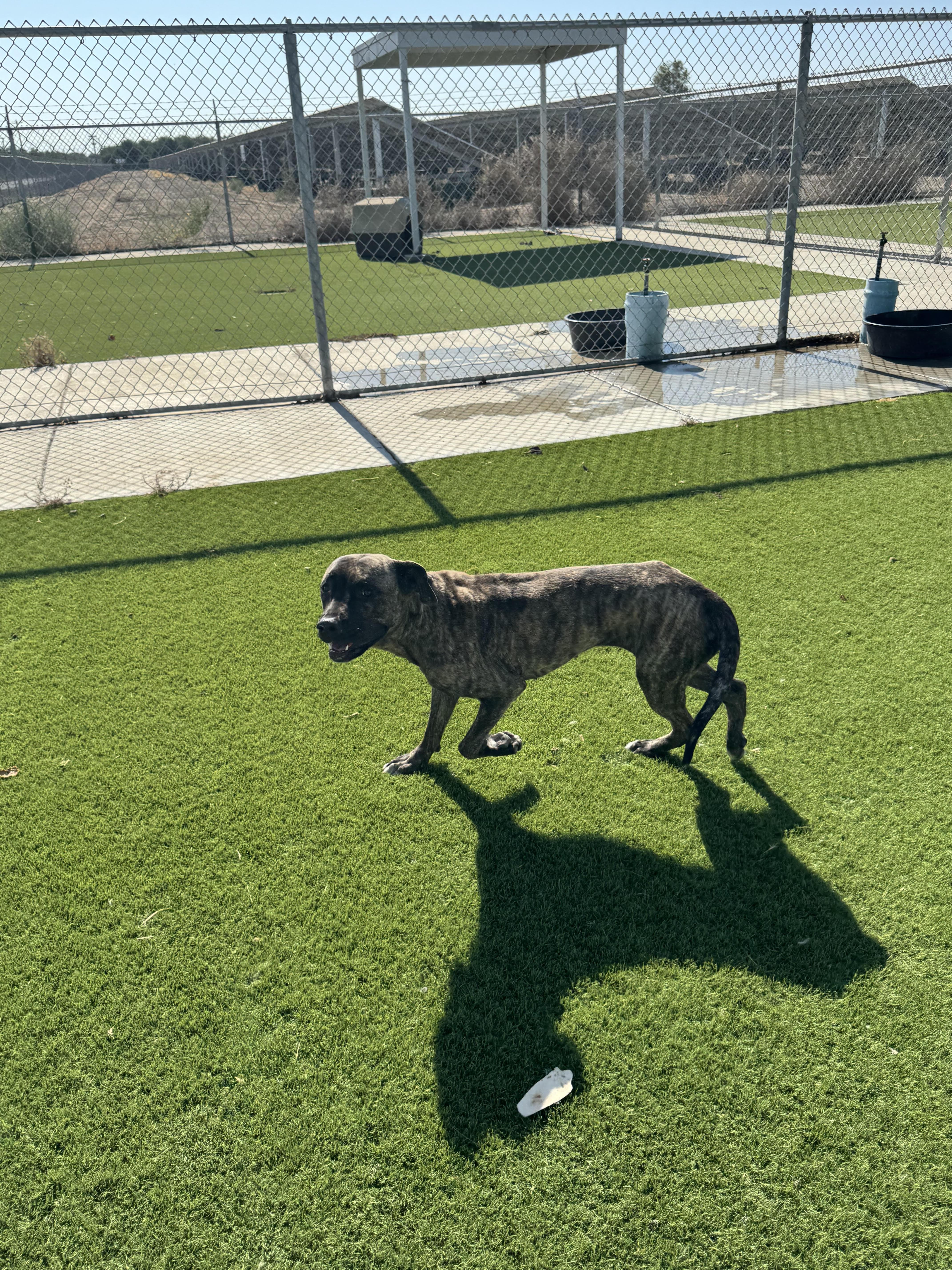 LUNA (AVAILABLE: 6/27/25), an adoptable Bullmastiff in Wasco, CA, 93280 | Photo Image 1