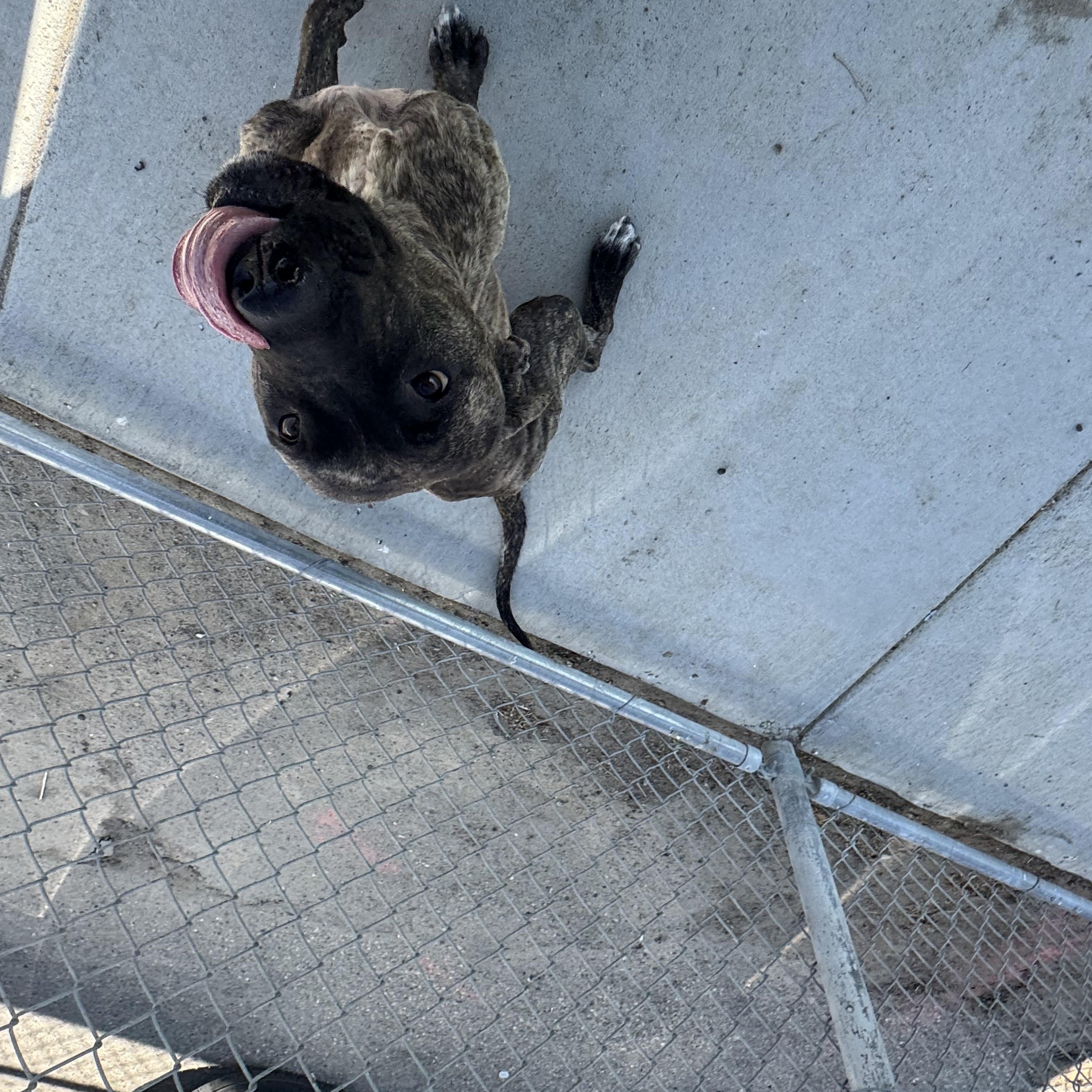 LUNA (AVAILABLE: 6/27/25), an adoptable Bullmastiff in Wasco, CA, 93280 | Photo Image 2