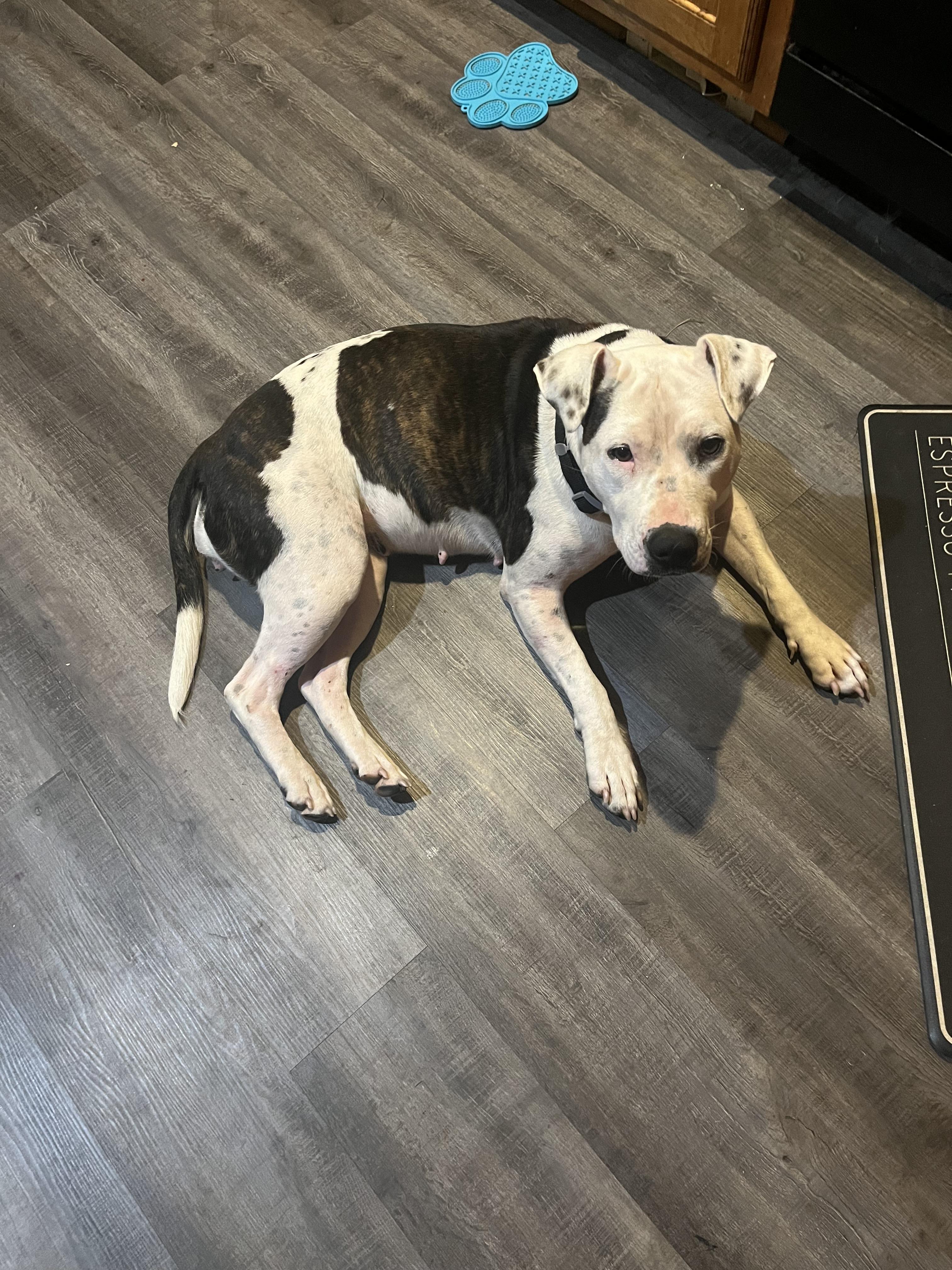 Millie ** NEEDS FOSTER, Adoptable, Adult Female Pit Bull Terrier & American Bulldog.