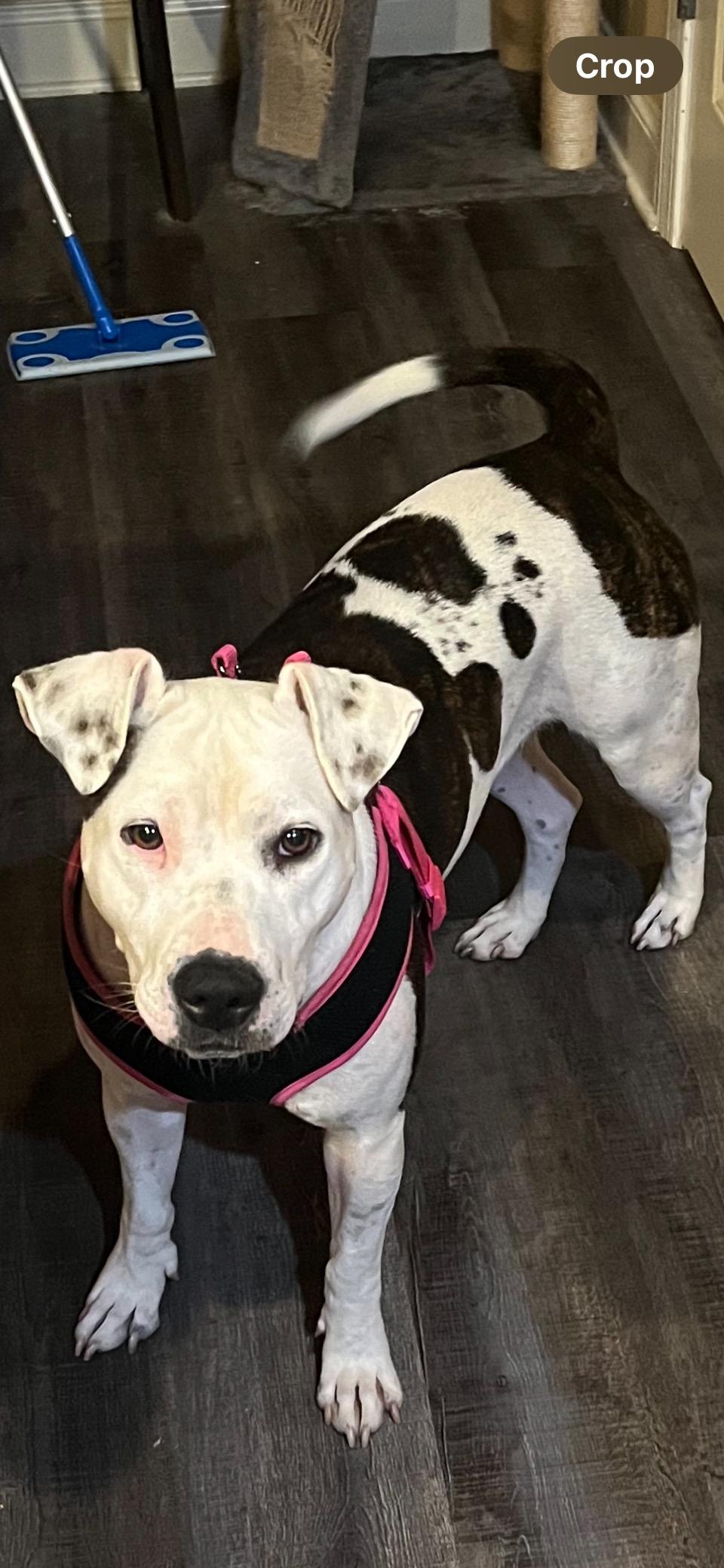 Millie ** NEEDS FOSTER, a Adoptable mixed breed in Winder, GA image 2/3