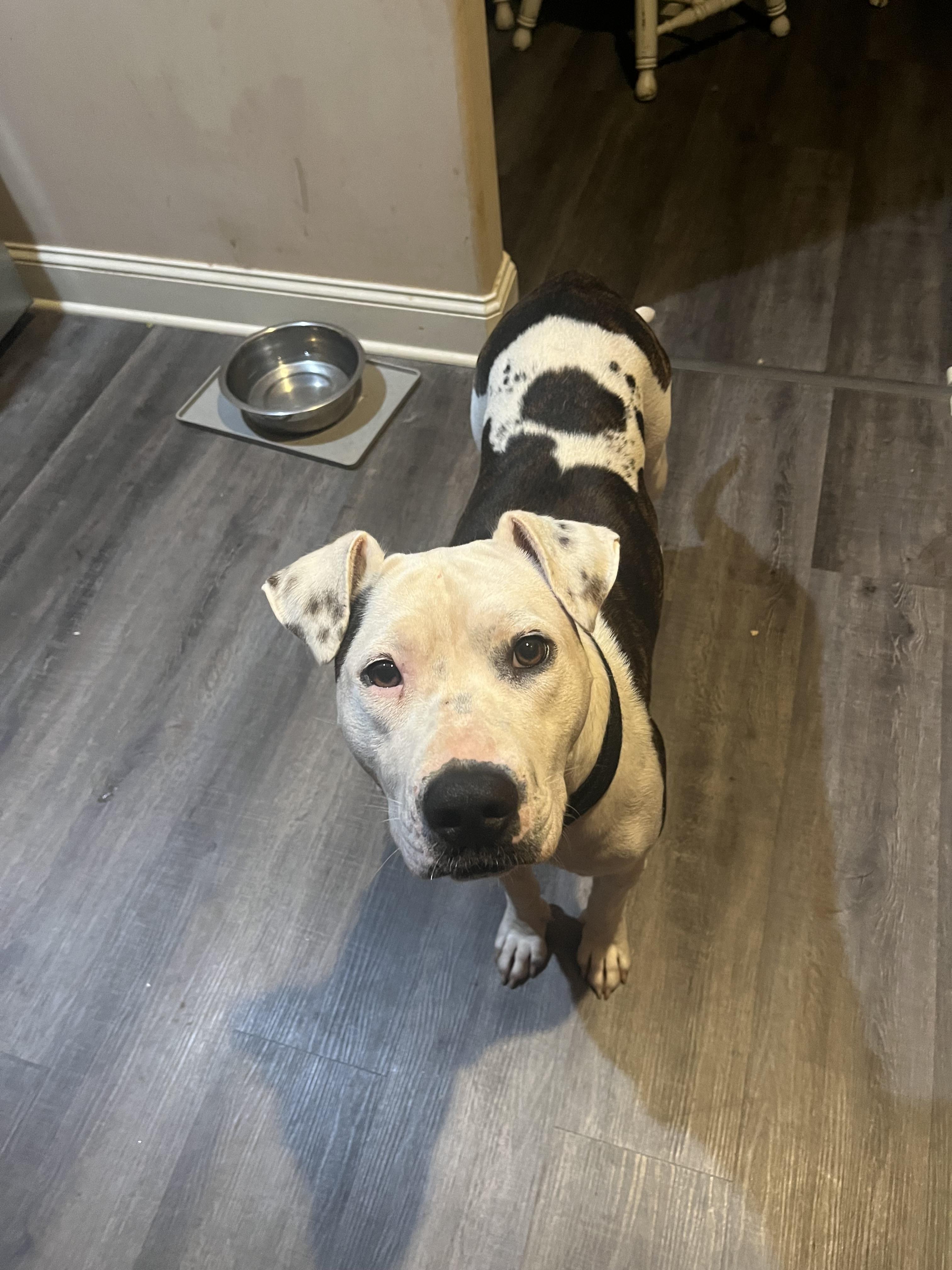 Millie ** NEEDS FOSTER, a Adoptable mixed breed in Winder, GA image 3/3