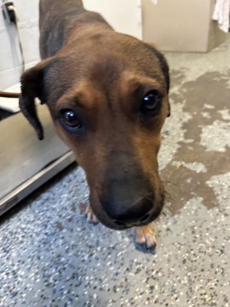 Paloma, Adoptable, Young Female Pit Bull Terrier & Mixed Breed.