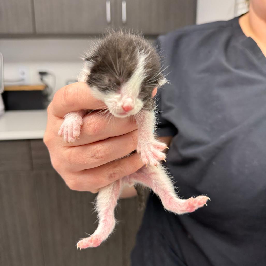 Enlarge Sterling, a Adoptable Domestic Short Hair in St. Louis, MO image 2/5