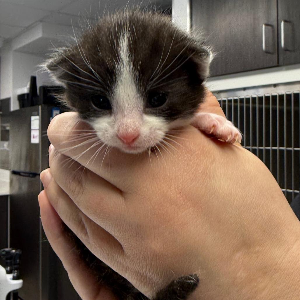 Enlarge Sterling, a Adoptable Domestic Short Hair in St. Louis, MO image 3/5
