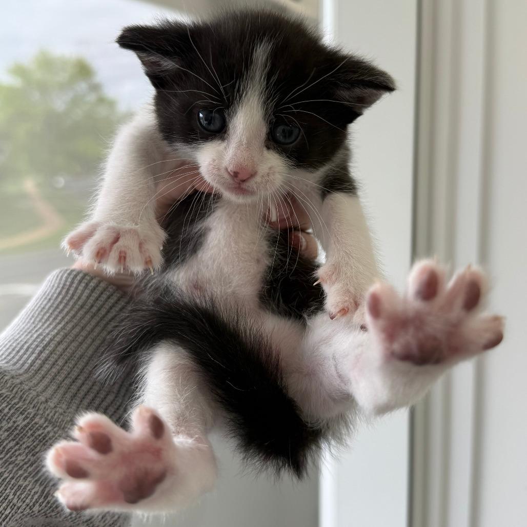 Enlarge Sterling, a Adoptable Domestic Short Hair in St. Louis, MO image 4/5