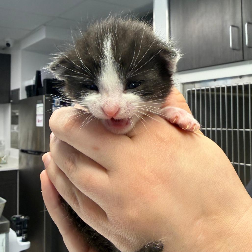 Enlarge Sterling, a Adoptable Domestic Short Hair in St. Louis, MO image 5/5