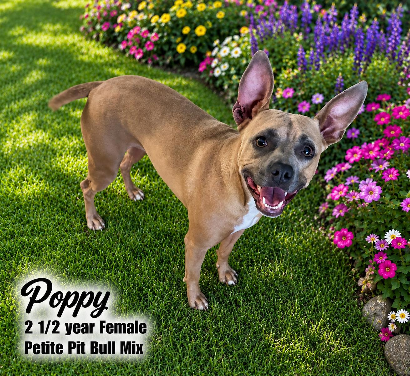 POPPY 2-1/2 YEAR FEMALE PETITE PIT BULL MIX, ADOPTABLE, Adult Female Pit Bull Terrier.