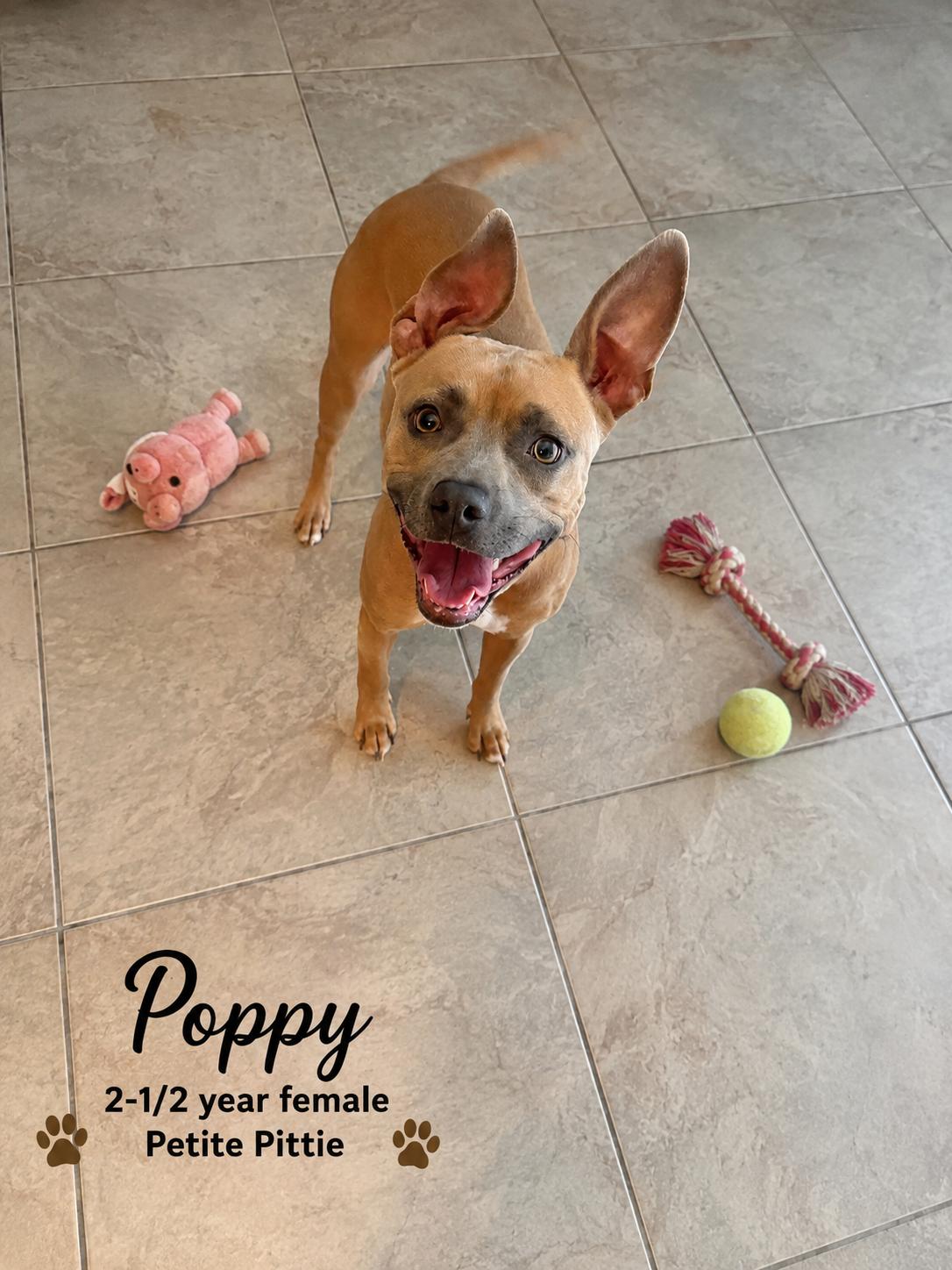 POPPY 2-1/2 YEAR FEMALE PETITE PIT BULL MIX - PETCO, 5011 E. RAY ROAD, PHX 85044 ON SATURDAY, 09/19, Adoptable, Adult Female Pit Bull Terrier.