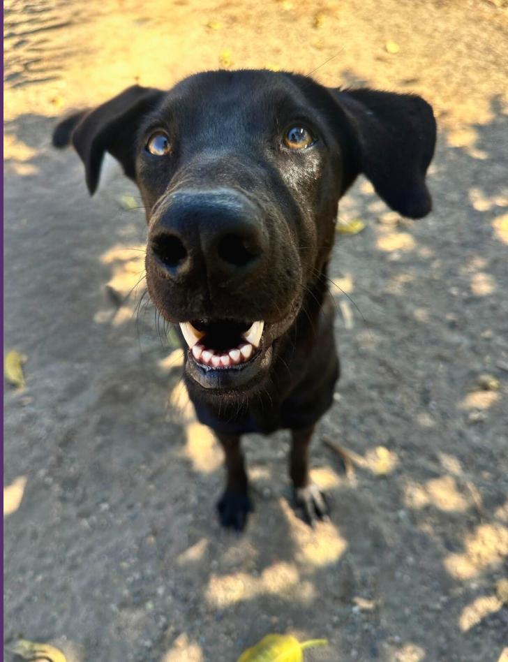 Enlarge Herman, a Adoptable mixed breed in Sacramento, CA image 5/6