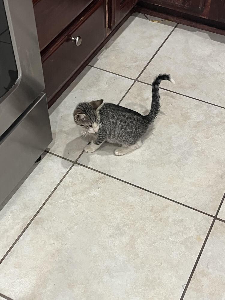 Enlarge Cedar, a Adoptable Domestic Short Hair in Lancaster, CA image 1/3