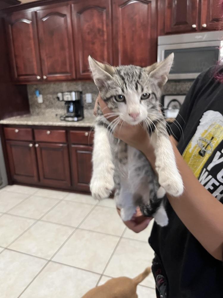 Enlarge Cedar, a Adoptable Domestic Short Hair in Lancaster, CA image 2/3