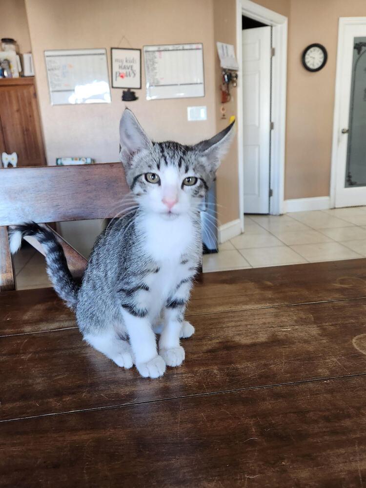 Enlarge Cedar, a Adoptable Domestic Short Hair in Lancaster, CA image 3/3