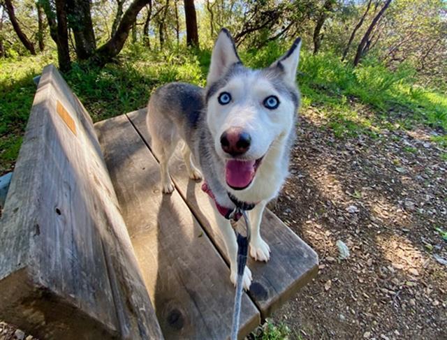 COCONUT, Adoptable, Young Female Siberian Husky.