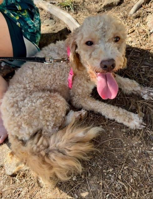 Enlarge Prince Arthur, a Adopted Poodle in Alpharetta, GA image 1/1