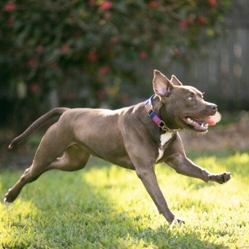 Patty, Adoptable, Young Female American Staffordshire Terrier.