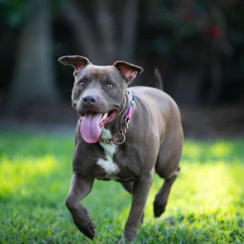 Enlarge Patty, a Adoptable American Staffordshire Terrier in Fort Lauderdale, FL image 2/5