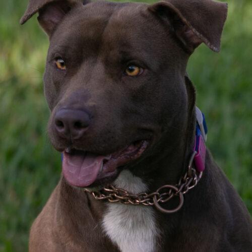 Enlarge Patty, a Adoptable American Staffordshire Terrier in Fort Lauderdale, FL image 3/5
