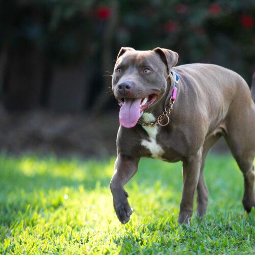 Enlarge Patty, a Adoptable American Staffordshire Terrier in Fort Lauderdale, FL image 5/5